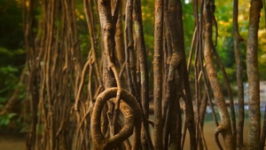 Men: Rainforest Resident Watches Wild Sex